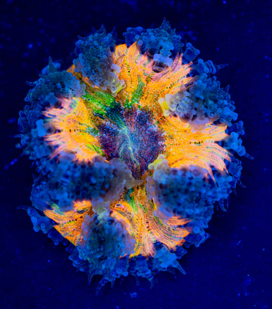 Picasso Rock Flower Anemone 01 WYSIWYG