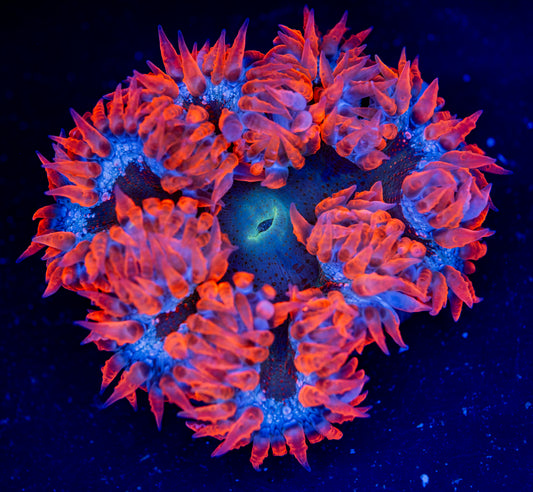 Rock Flower Anemone 010 WYSIWYG