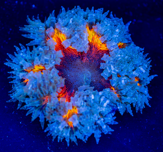 Rock Flower Anemone 030 WYSIWYG