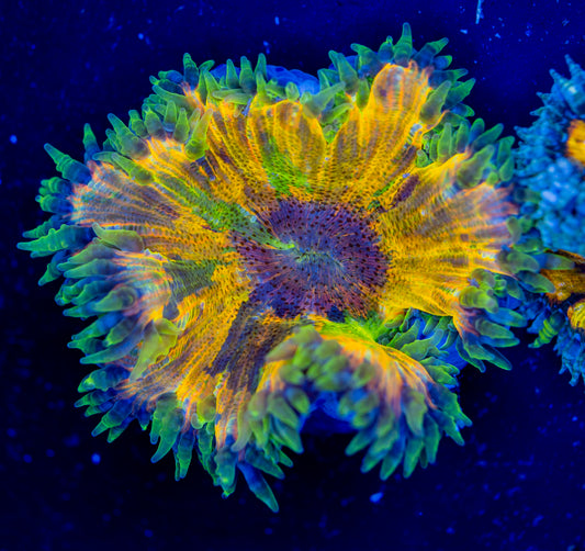 Picasso Rock Flower Anemone WYSIWYG