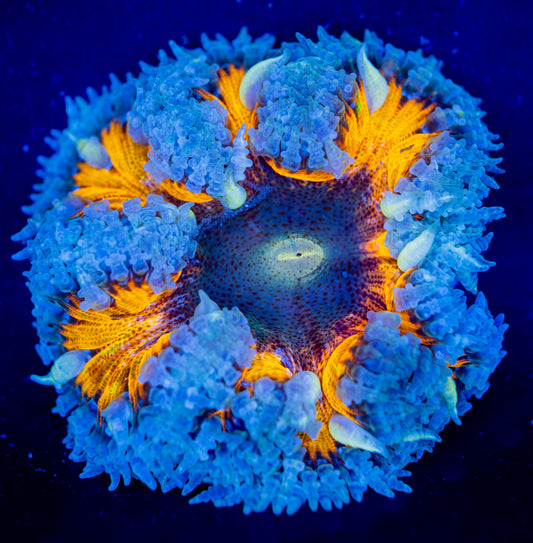 Rock Flower Anemone 020 WYSIWYG