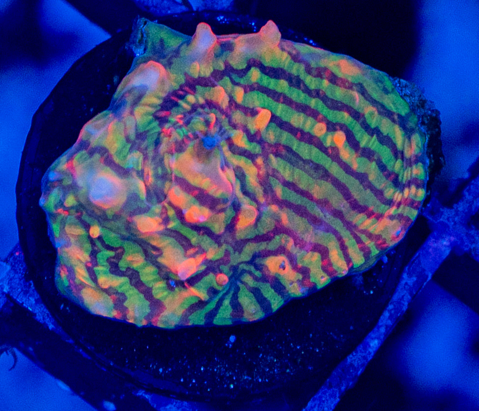 Rainbow Convict Chalice WYSIWYG 2