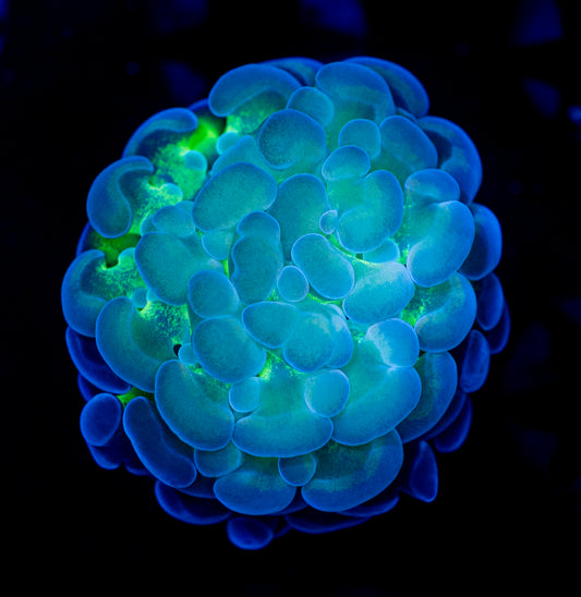 8413 Multi Colored Hammer