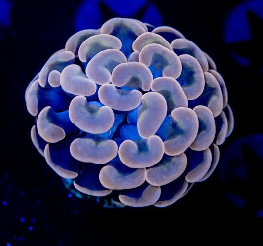 8420 Rose Gold Hammer