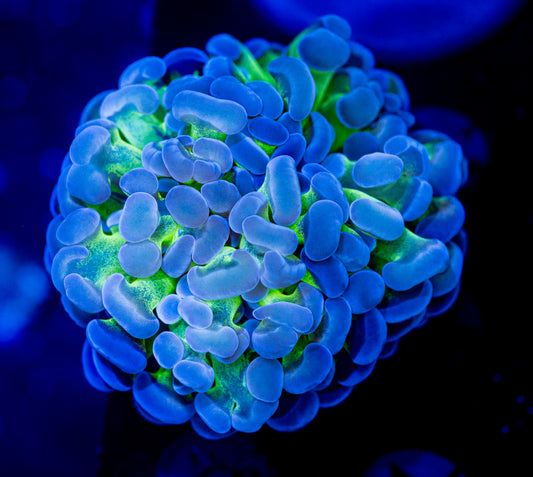 8422 Marigold Hammer