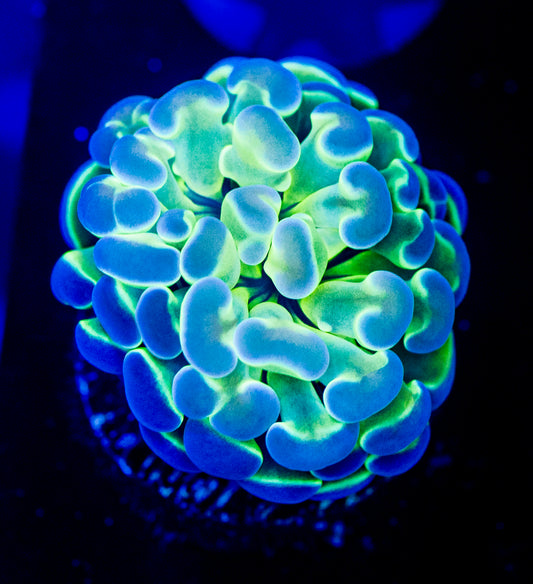 8424 Hologram Hammer