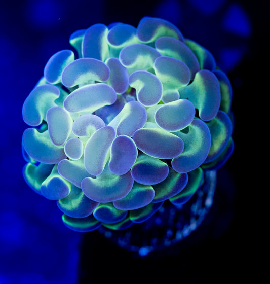 8426 Hologram Hammer