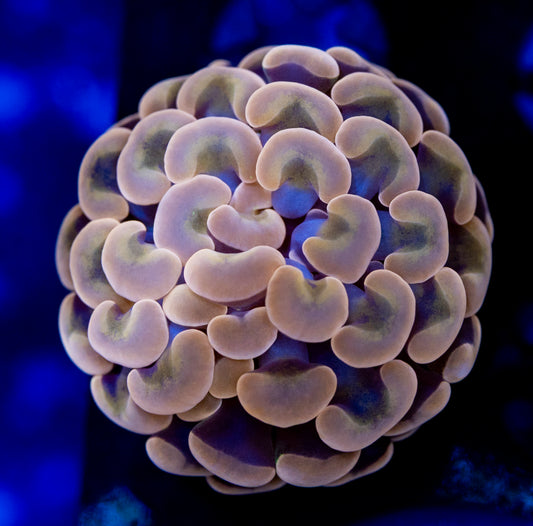 8427 Orange Gold Hammer