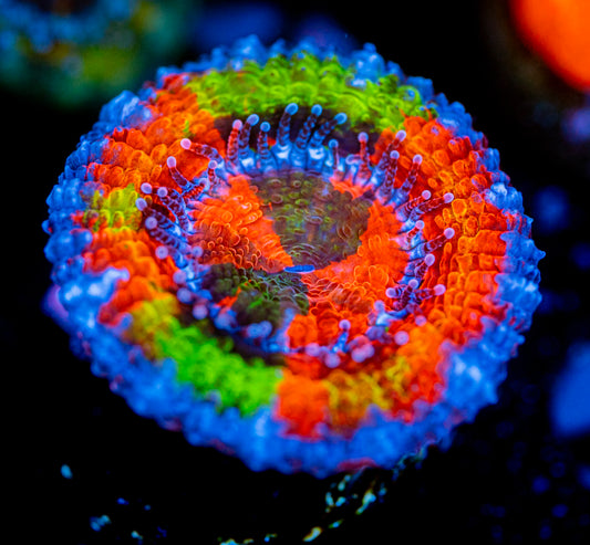 RAS Kaleidoscope Grafted Acan WYSIWYG 8486 (RARE)