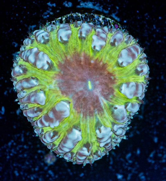 Burning Man Blasto WYSIWYG 8502