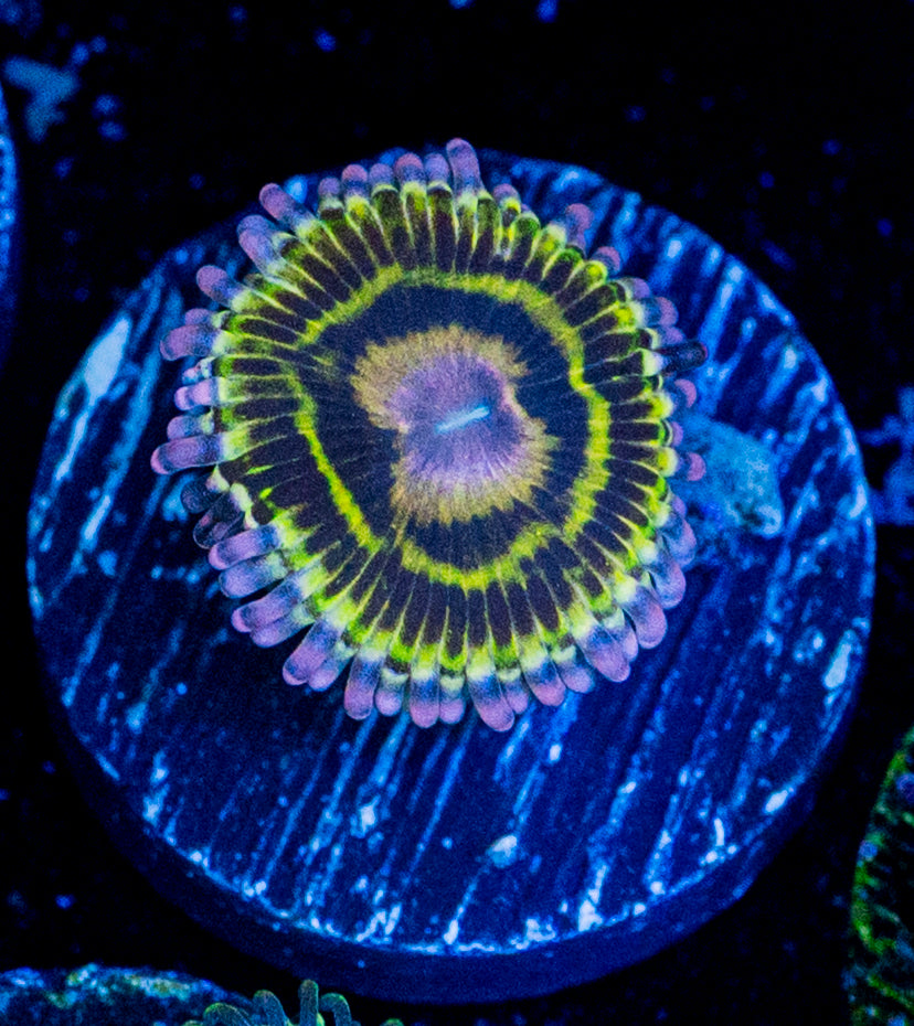 RAS Dragon Strat Zoa WYSIWYG 8605