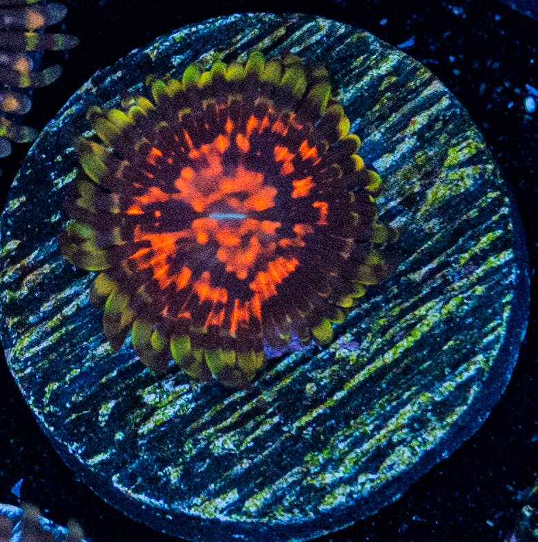 RAS Deadpool Strat Zoa WYSIWYG 8606