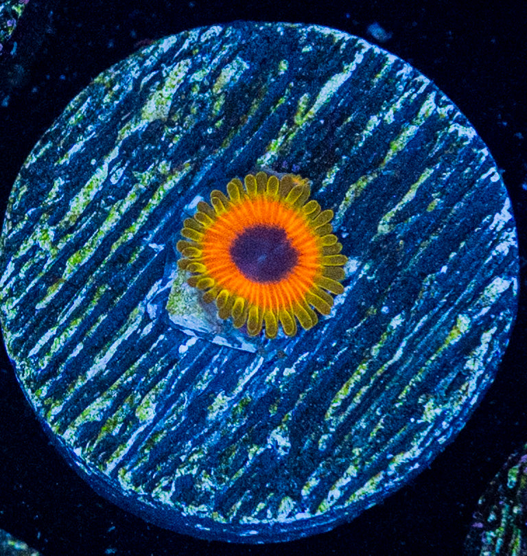 Great Owl Zoa WYSIWYG 8607