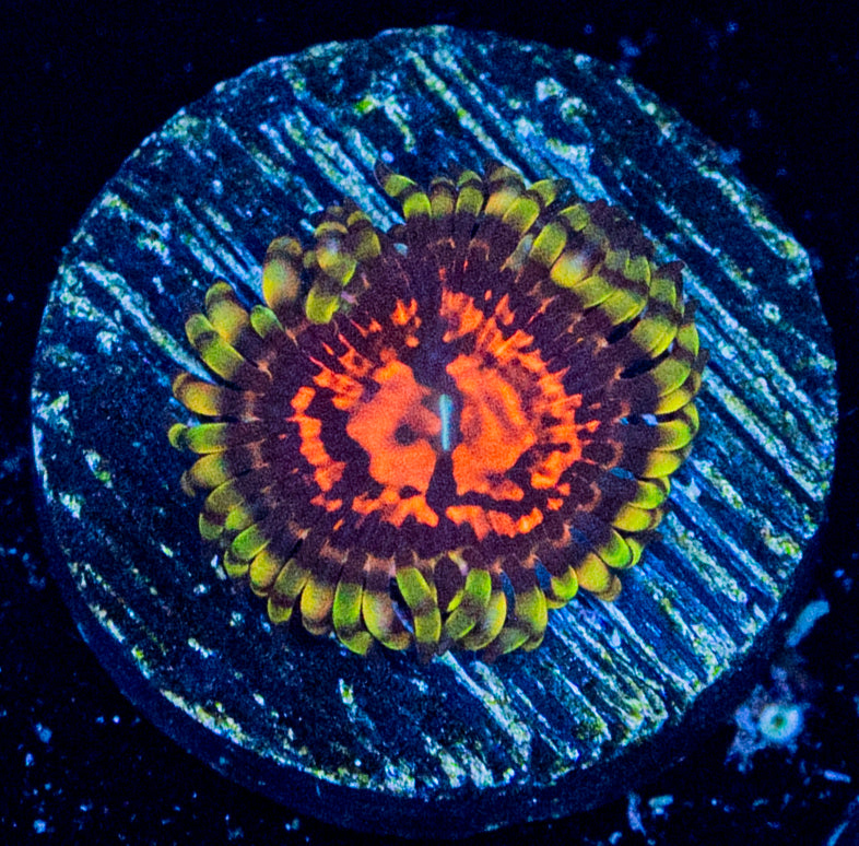 RAS Deadpool Strat Zoa WYSIWYG 8610