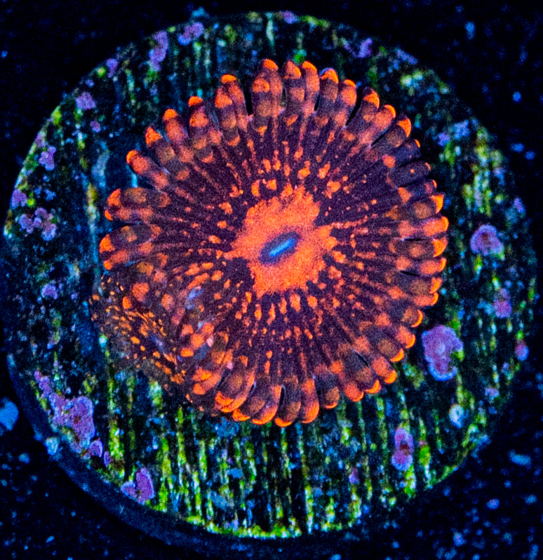 RAS Rainbow Maul Zoa with a baby WYSIWYG 8611