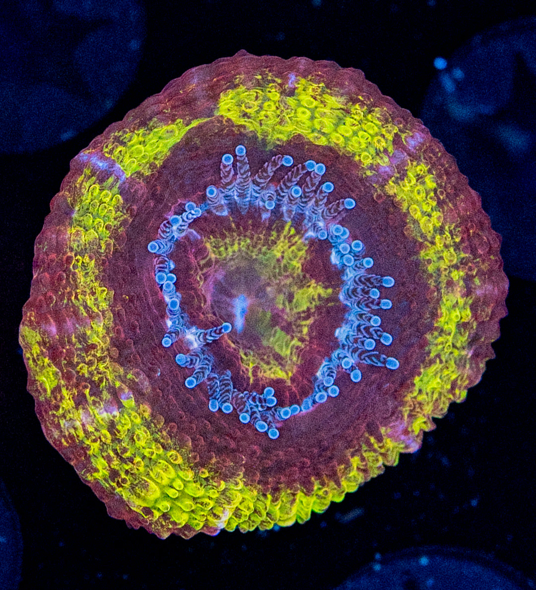 RAS Fireball Acan WYSIWYG 8613
