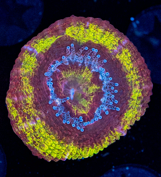 RAS Fireball Acan WYSIWYG 8613