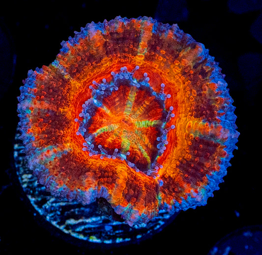 RAS Tiger Blood Acan WYSIWYG 8614