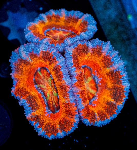 RAS Tiger Blood Acan WYSIWYG 8618