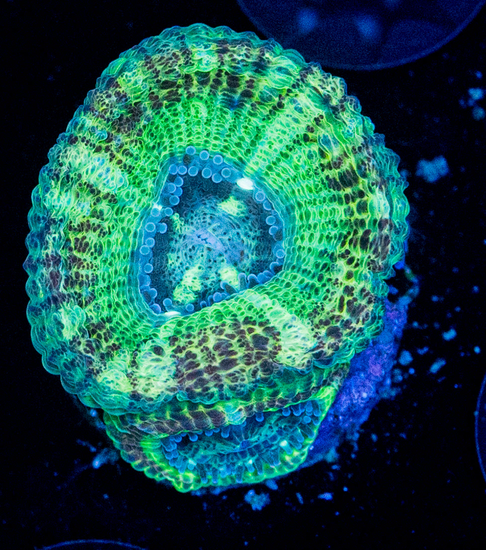 RAS Alien Acan WYSIWYG 8622