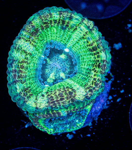 RAS Alien Acan WYSIWYG 8622