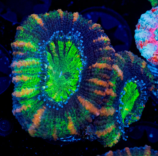 RAS Predator Blood Acan WYSIWYG 8625