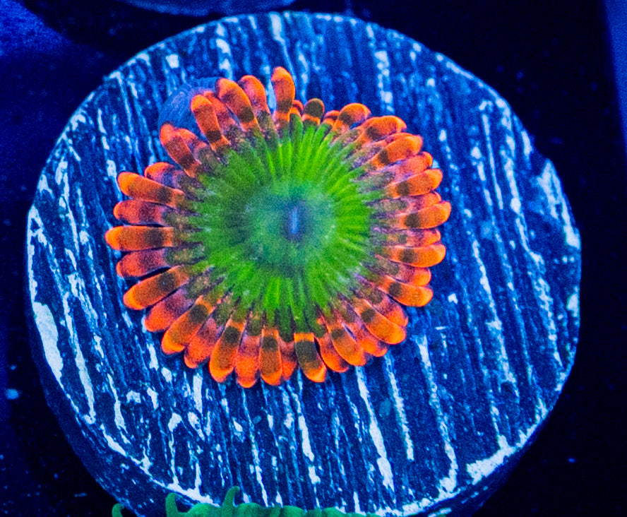 Electric Oommpa Loompa Zoas WYSIWYG 8627