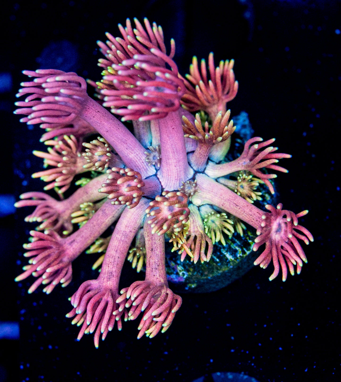 RAS Gumball Goni WYSIWYG 8639