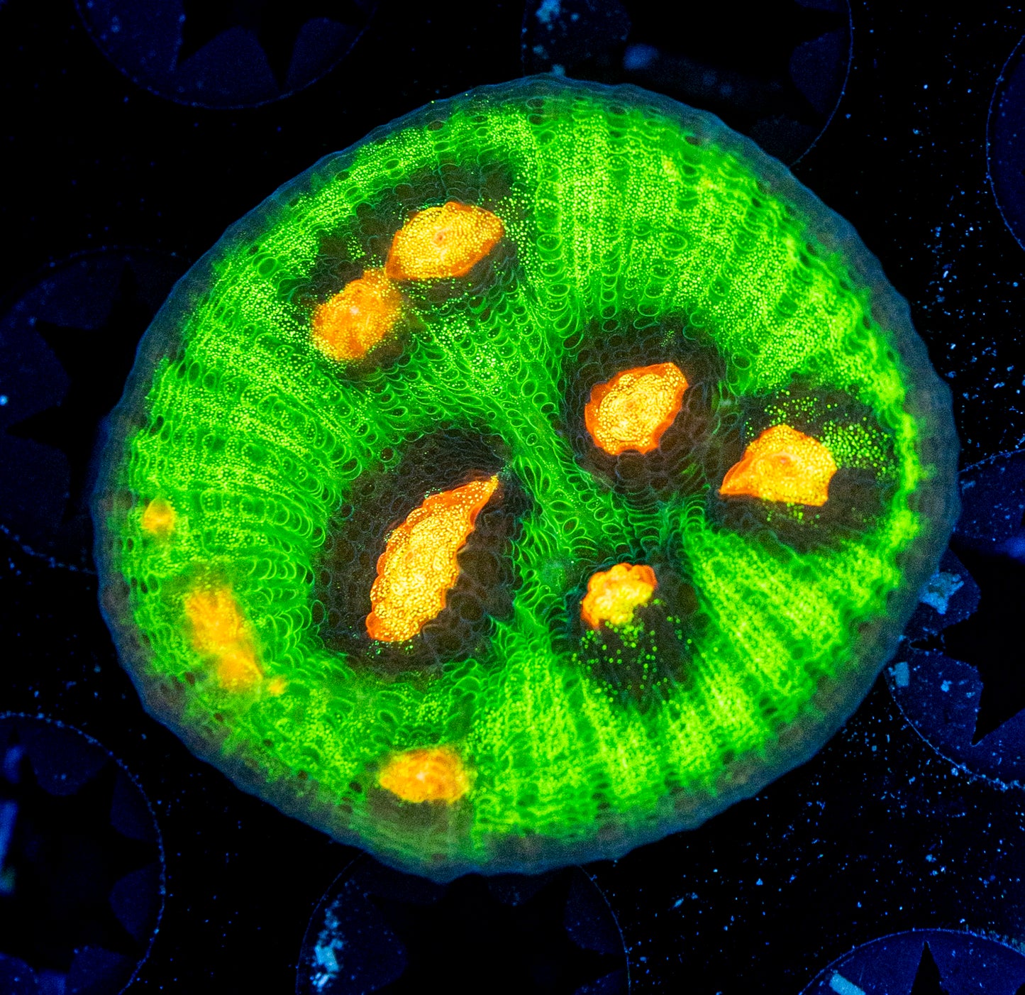 Raja Rampage Chalice WYSIWYG 8656