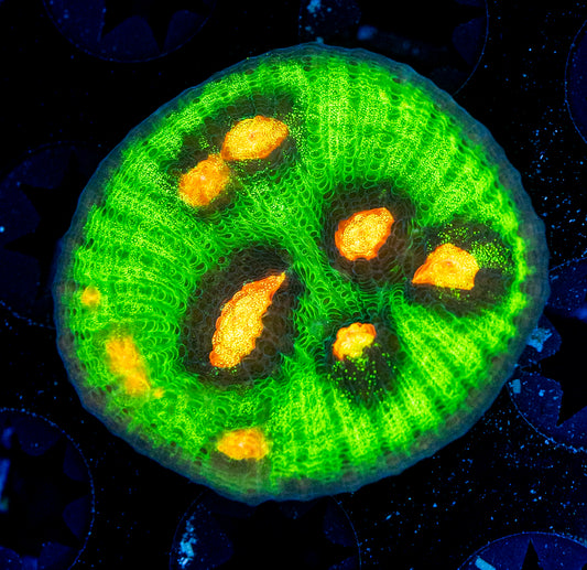 Raja Rampage Chalice WYSIWYG 8656