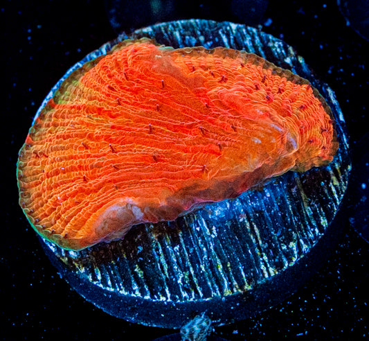 Diabo Diaseris Plate Coral WYSIWYG 8666