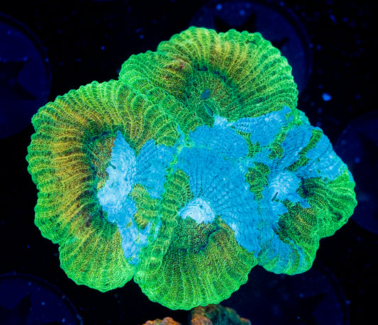 RAS Kryponite Favia Grafted WYSIWYG 8668