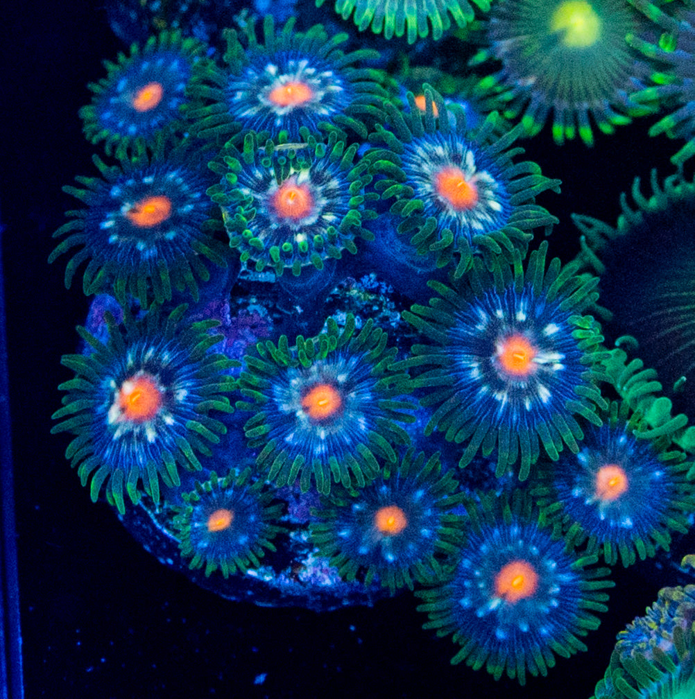 Daisy Cutter Zoas WYSIWYG 8670