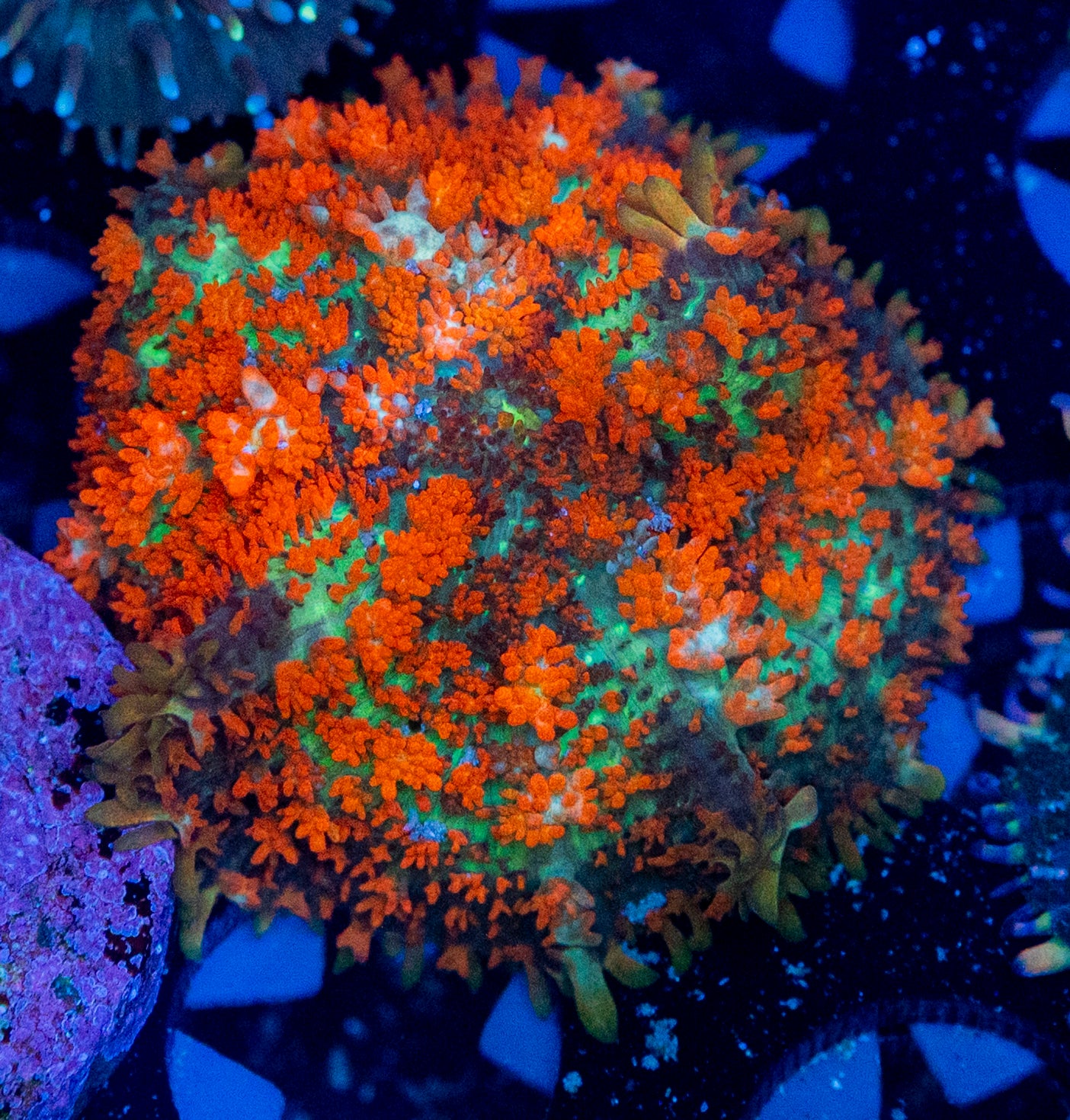 RAS Flamin Hot Bounce Mushroom WYSIWYG 8682