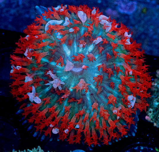 St. Thomas Mushroom WYSIWYG 8678