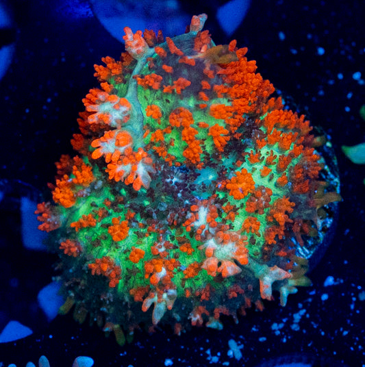 RAS Flamin Hot Bounce Mushroom WYSIWYG 8682