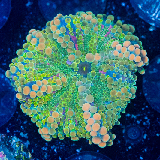 Rainbow Ricordea Yuma WYSIWYG 8689