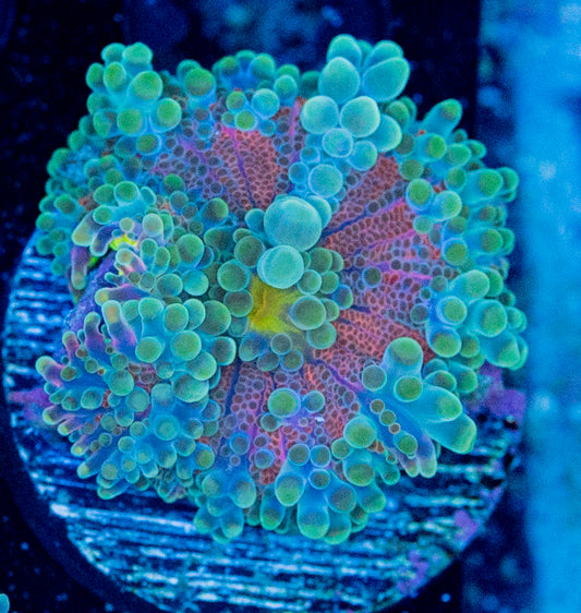 Ricordea Yuma WYSIWYG 8690