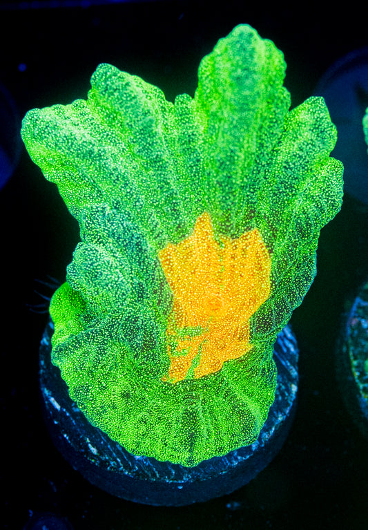 Space Invader Pectinia WYSIWYG 8691