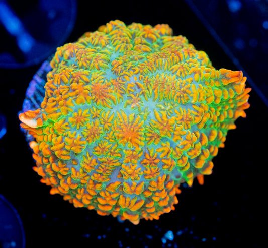 Tequila Sunrise Mushroom WYSIWYG 8692