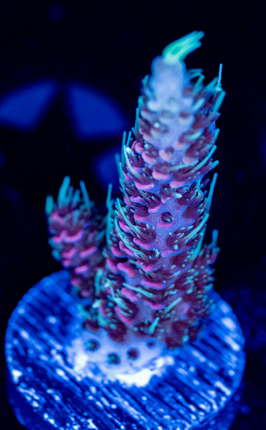 RAS Purple Kush WYSIWYG 01