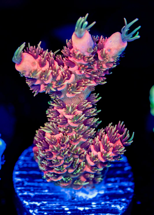 RAS Fuego Meltdown Milli WYSIWYG 01