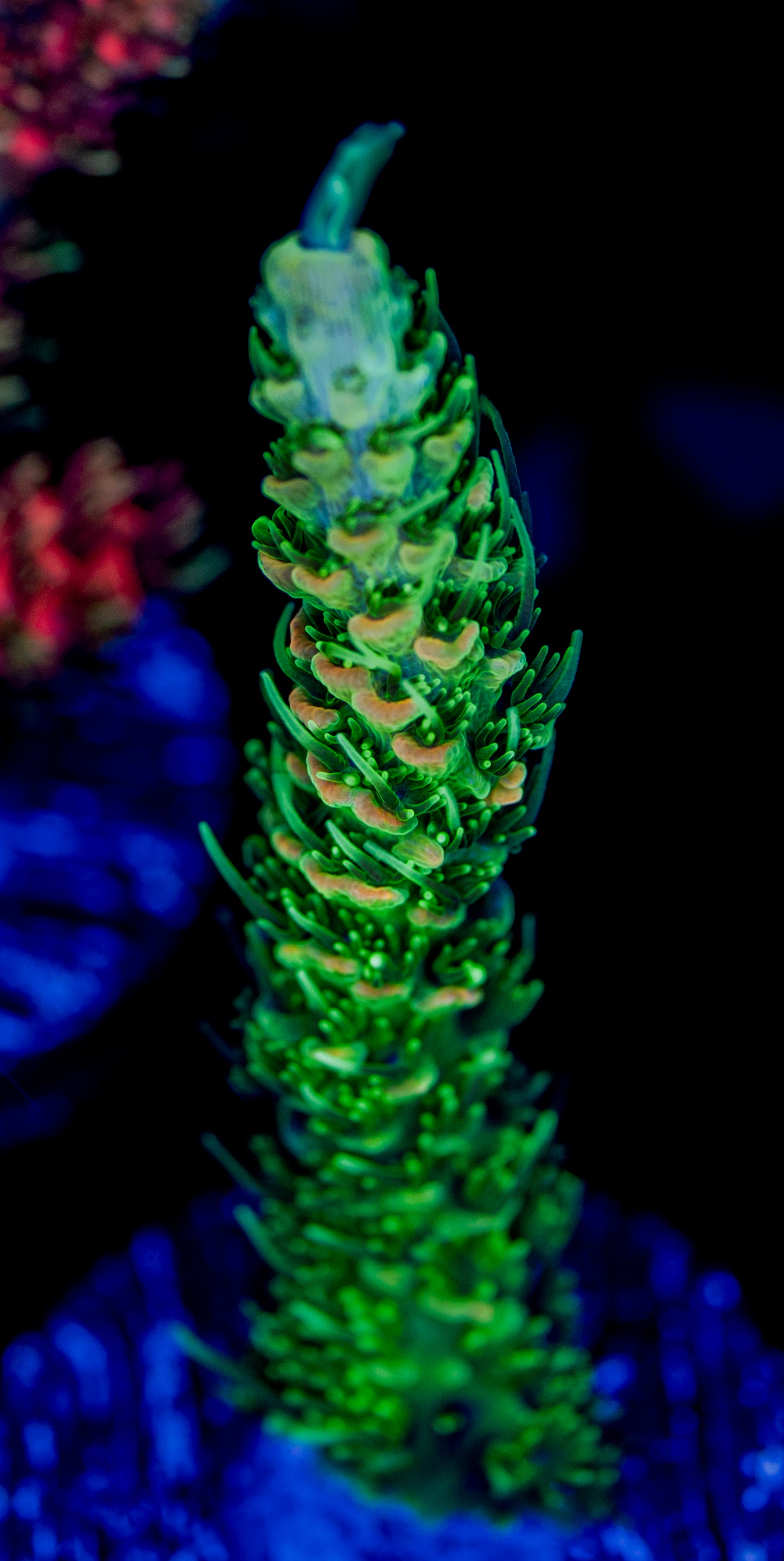 RAS Rainbow Milli WYSIWYG 01