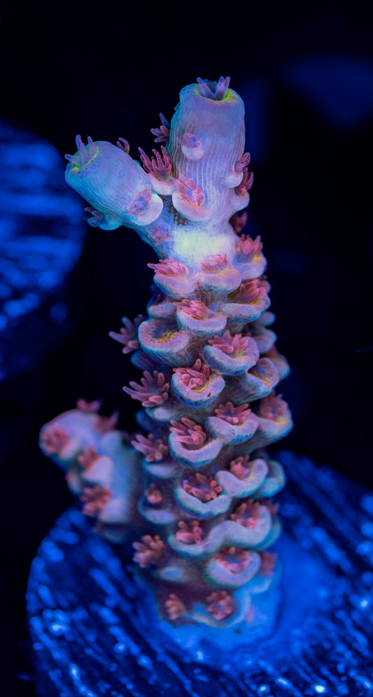 RAS Peach Passion WYSIWYG 01