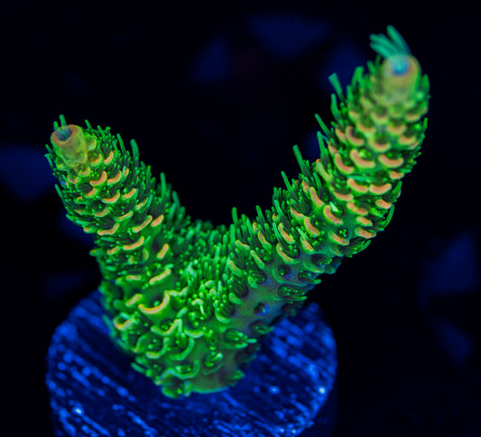 RAS Rainbow Milli WYSIWYG 02