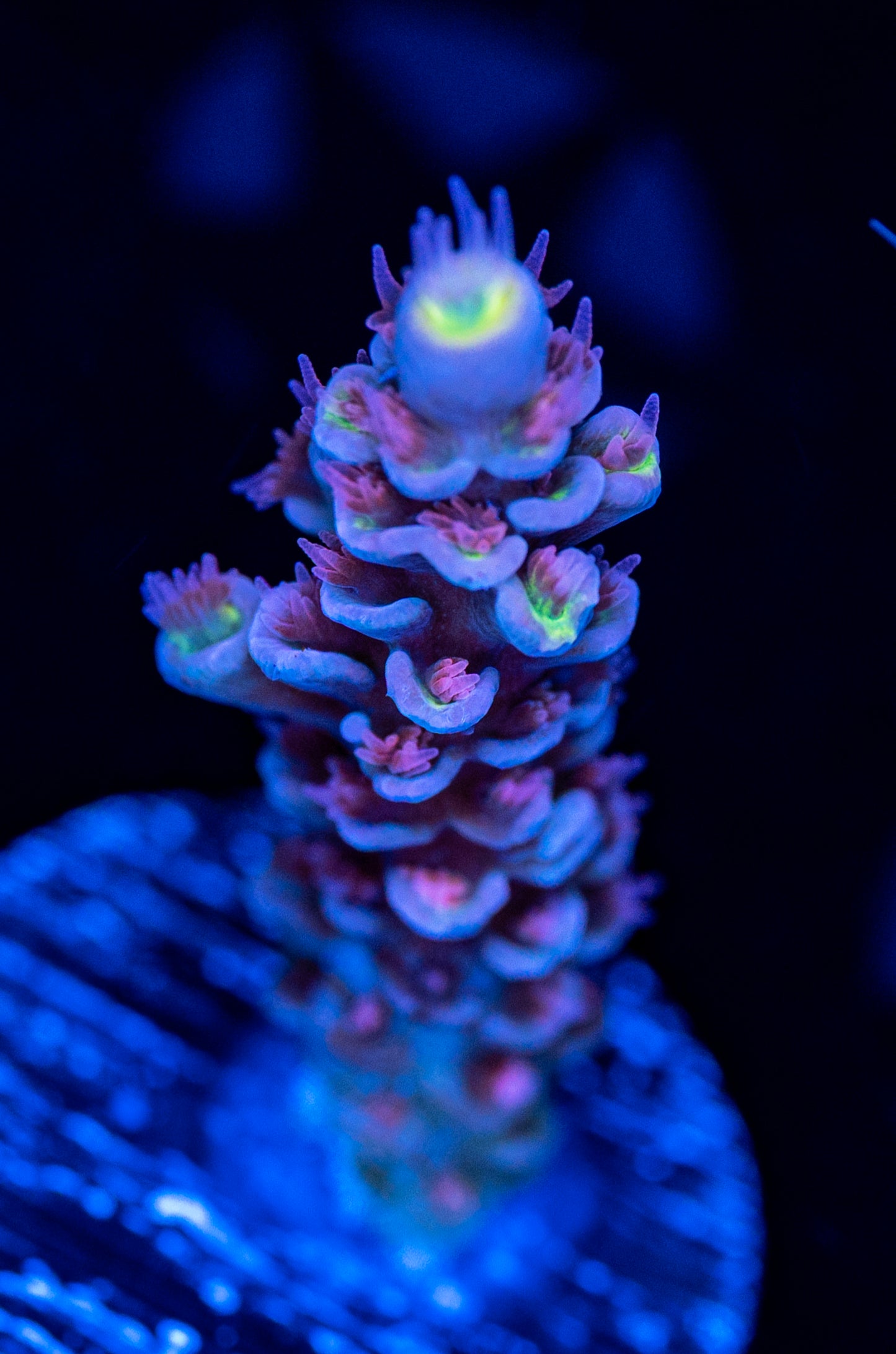 RAS Candy Machine WYSIWYG 02