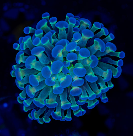 Rainbow Hammer WYSIWYG 0102