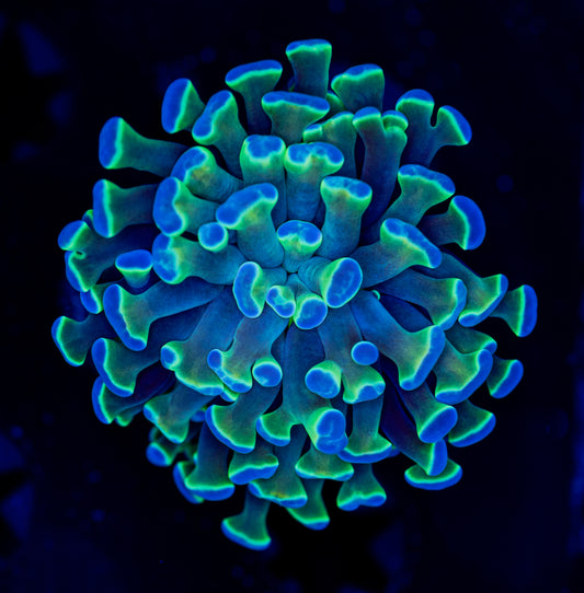 Blue Hologram Hammer WYSIWYG 0203