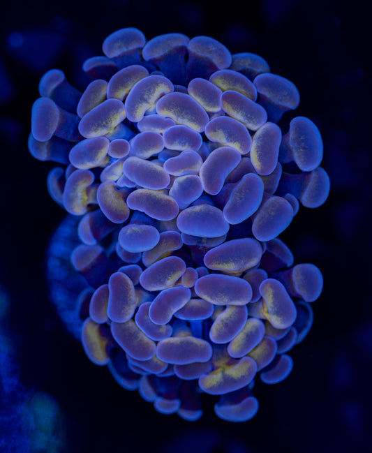 Purple Haze Gold Dust Hammer 0101 WYSIWYG