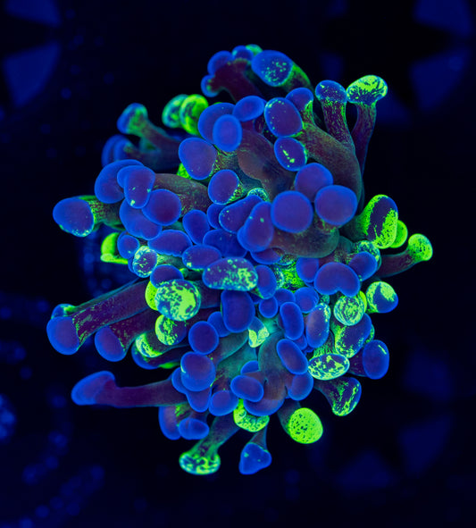 Splatter Gold Flake Hammer WYSIWYG 0104